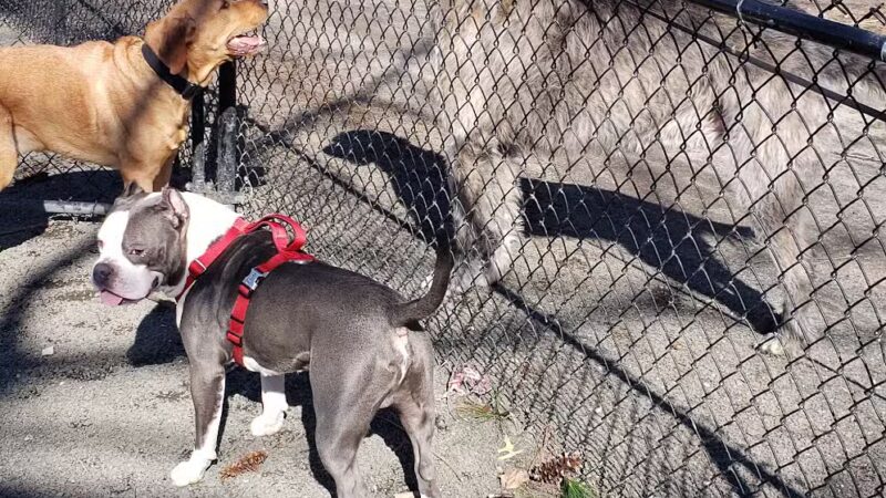 Goffle Brook Dog Park - Hawthorne, NJ
