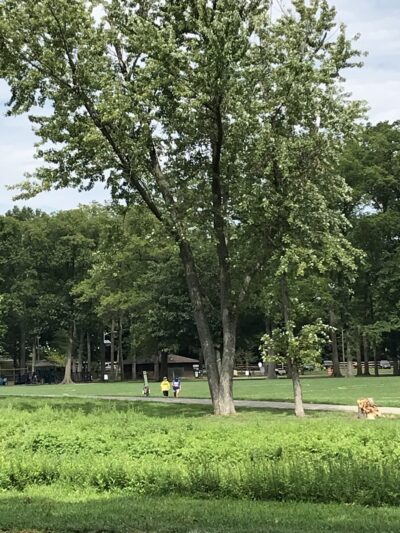 Goffle Brook Park Pathway, West Of The Brook - Hawthorne, NJ