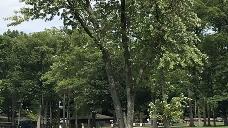 Goffle Brook Park Pathway, West Of The Brook - Hawthorne, NJ