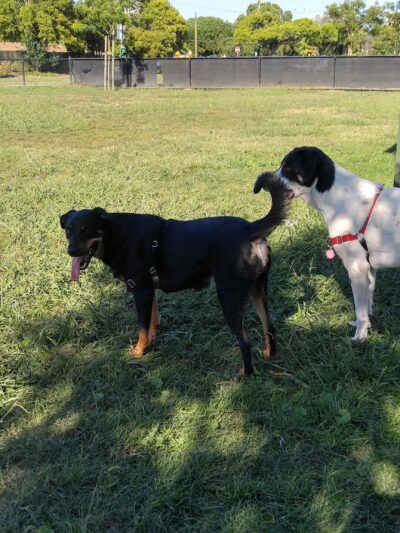 Eden Greenway Dog Park - Hayward, CA