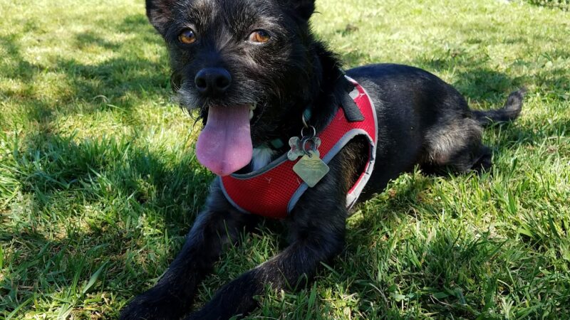 Eden Greenway Dog Park - Hayward, CA