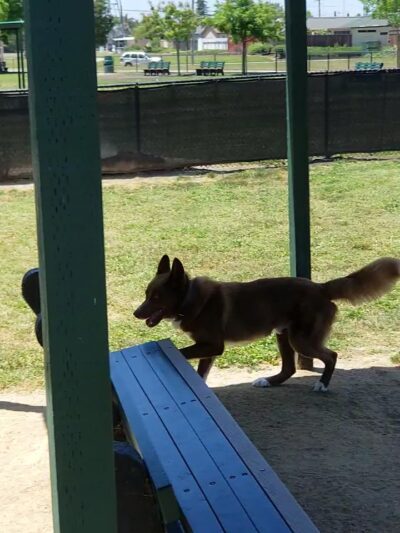 Eden Greenway Dog Park - Hayward, CA