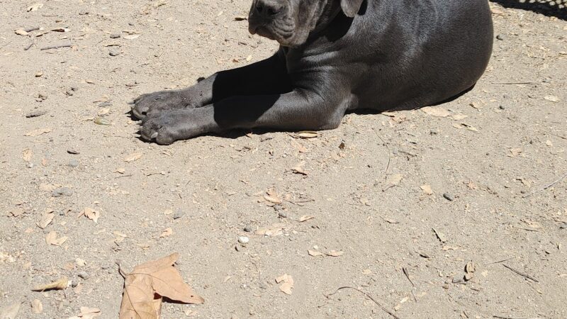 Old Creek Dog Park of Cherryland - Hayward, CA