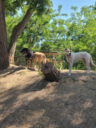 Old Creek Dog Park of Cherryland - Hayward, CA