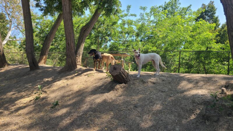 Old Creek Dog Park of Cherryland - Hayward, CA