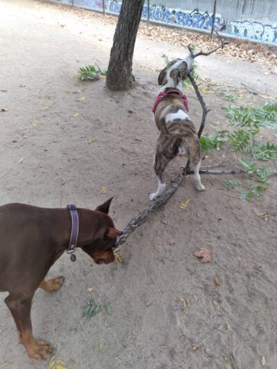Old Creek Dog Park of Cherryland - Hayward, CA