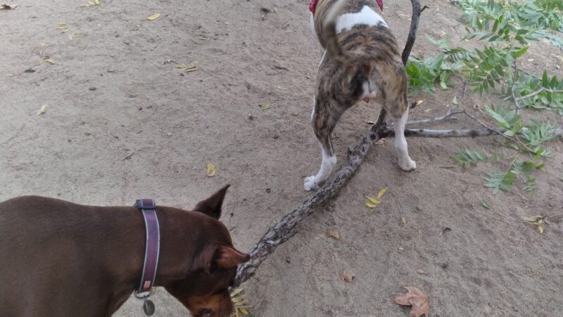 Old Creek Dog Park of Cherryland - Hayward, CA