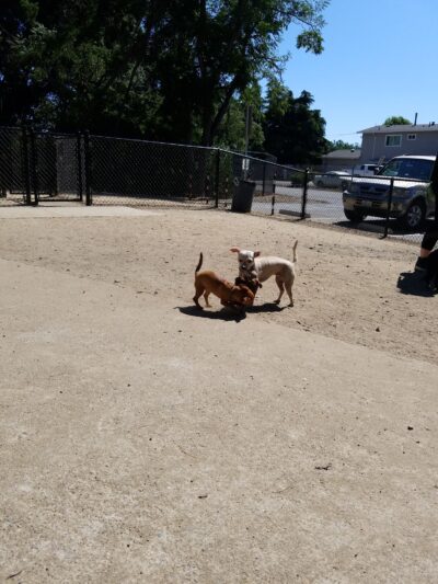 Old Creek Dog Park of Cherryland - Hayward, CA