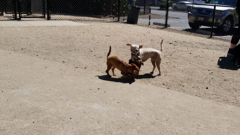 Old Creek Dog Park of Cherryland - Hayward, CA