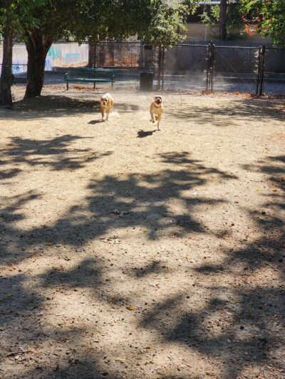 Old Creek Dog Park of Cherryland - Hayward, CA