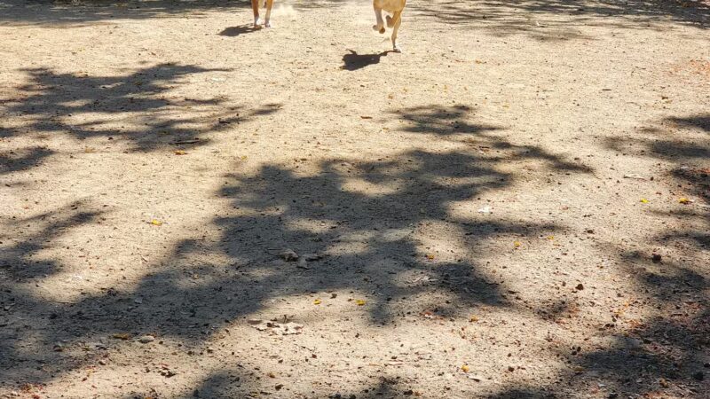Old Creek Dog Park of Cherryland - Hayward, CA