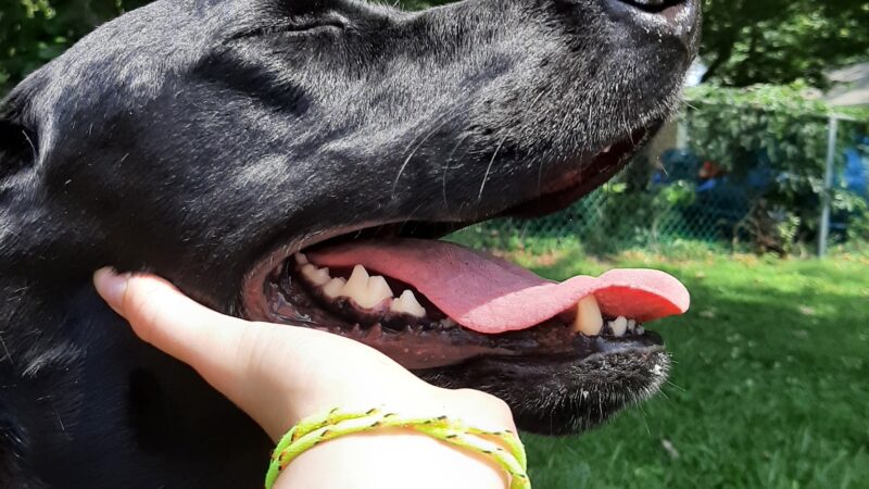 Crooked Oak Playground - Hebron, MD