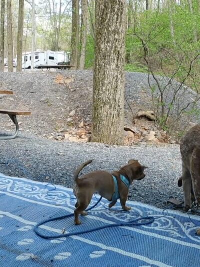 Camp-A-While - Hegins, PA
