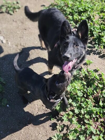 Dog Park - Hemet, CA