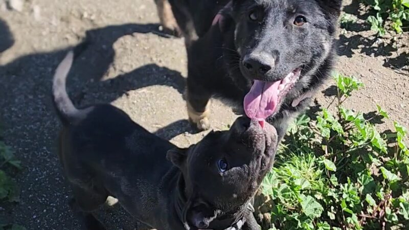 Dog Park - Hemet, CA