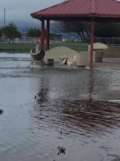 Dog Park - Hemet, CA