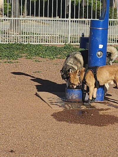 Dog Park - Hemet, CA