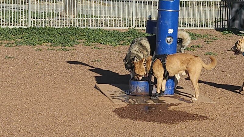 Dog Park - Hemet, CA
