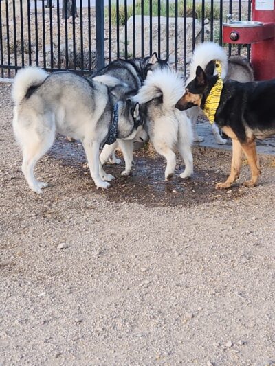 Bark Park - Henderson, NV