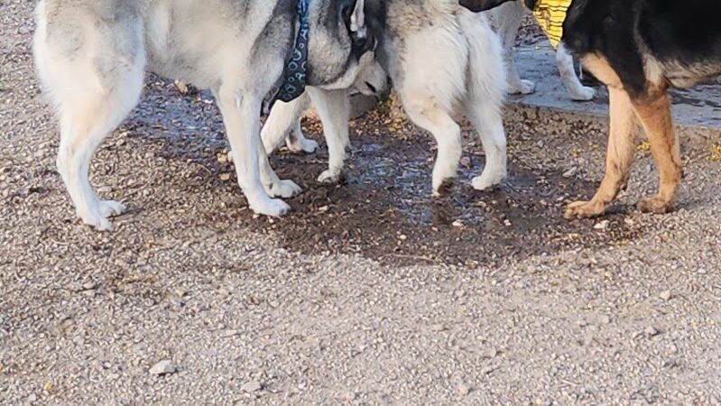 Bark Park - Henderson, NV