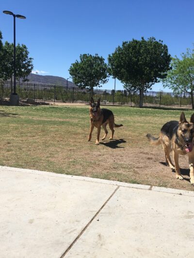 Bark Park - Henderson, NV