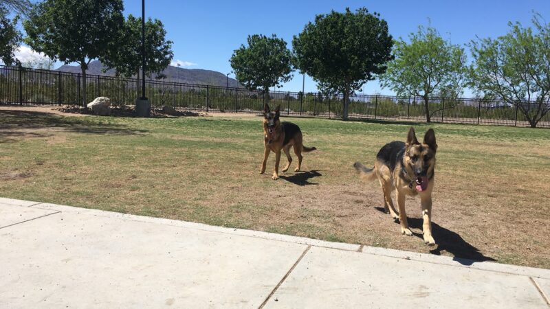 Bark Park - Henderson, NV