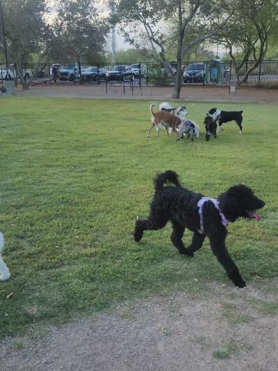 Bark Park - Henderson, NV