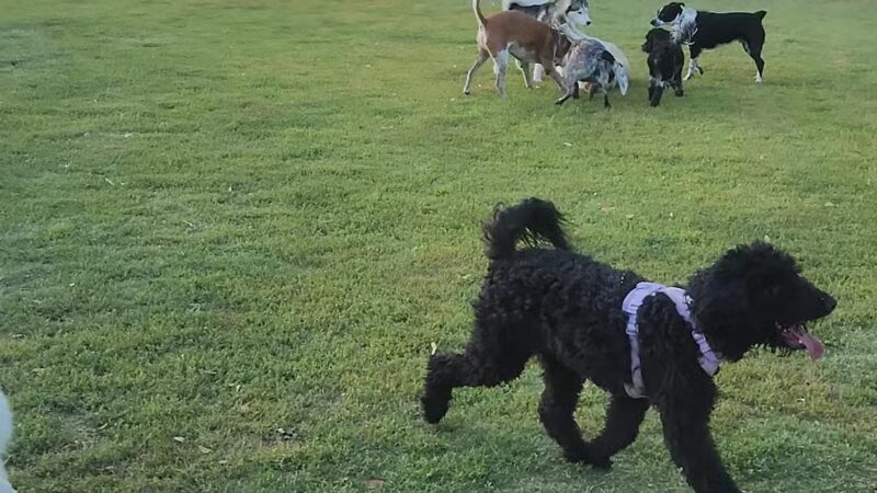 Bark Park - Henderson, NV