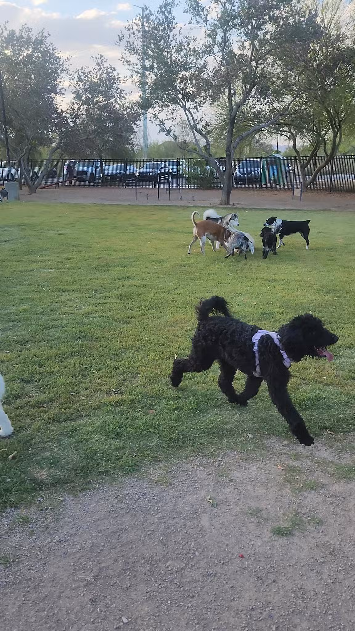 Bark Park - Henderson, NV
