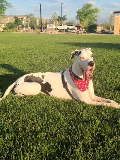 Desert Pulse Park - Henderson, NV