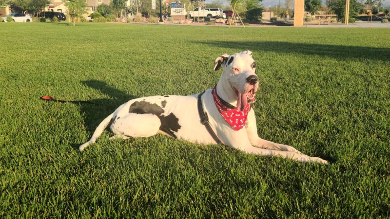 Desert Pulse Park - Henderson, NV