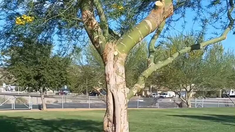 Equestrian Dog Park - Henderson, NV