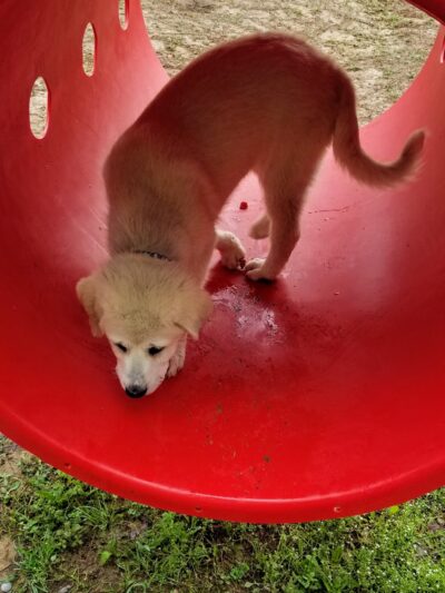 Chester T Dog Park - Henderson, TN