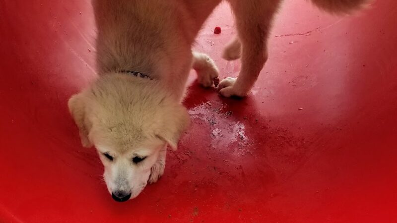 Chester T Dog Park - Henderson, TN