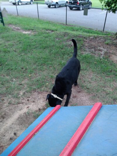 Chester T Dog Park - Henderson, TN