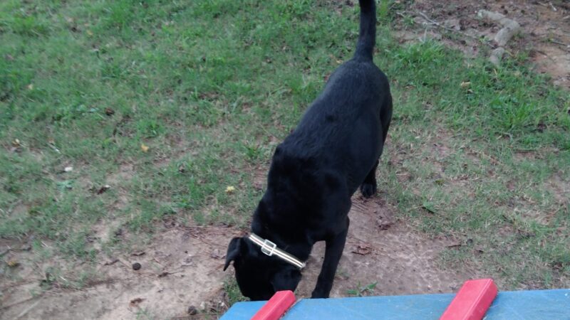 Chester T Dog Park - Henderson, TN