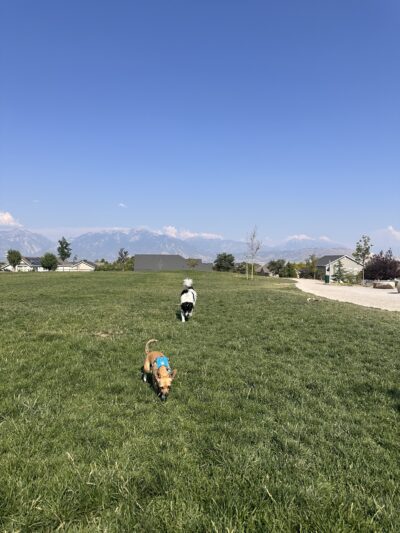 Herriman dog park - Herriman, UT