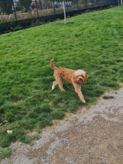 Herriman dog park - Herriman, UT
