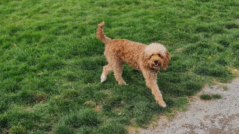 Herriman dog park - Herriman, UT