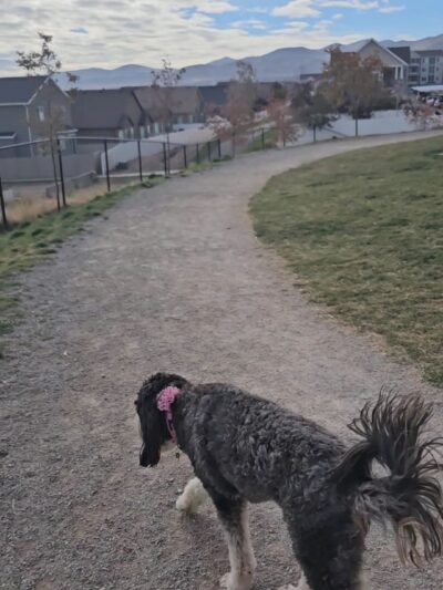 Herriman dog park - Herriman, UT