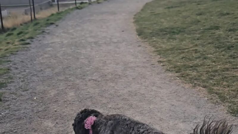 Herriman dog park - Herriman, UT