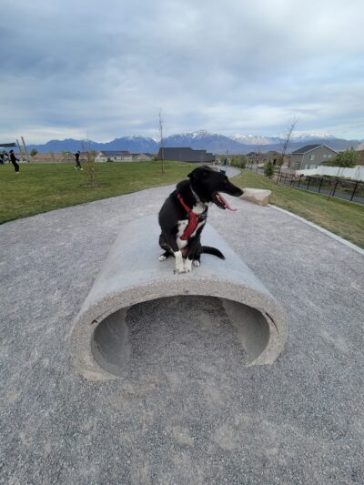 K9 Memorial Dog Park - Herriman, UT