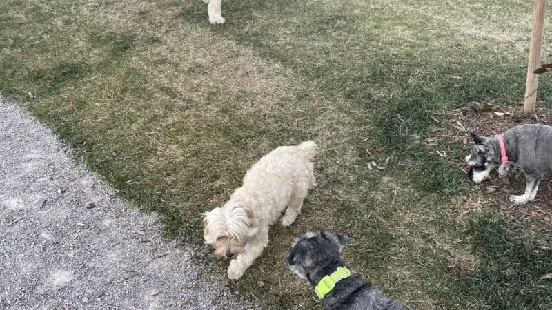 K9 Memorial Dog Park - Herriman, UT