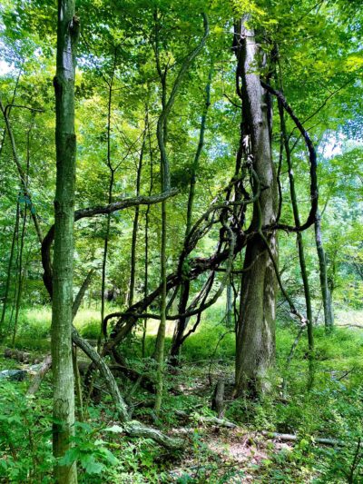 Highlands Preserve - Hewitt, NJ
