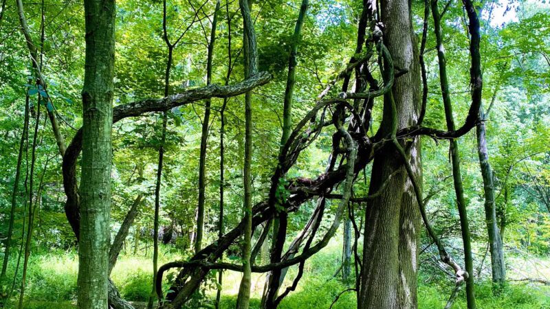 Highlands Preserve - Hewitt, NJ