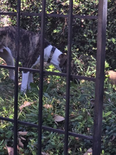 PRIVATE SniffSpot Paw Paradise Lake Dallas - Hickory Creek, TX