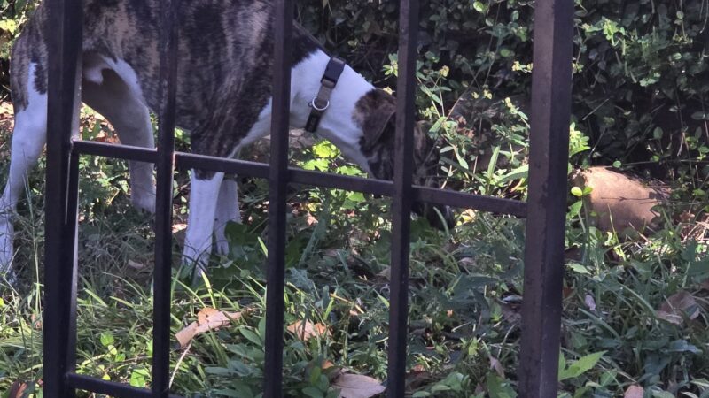 PRIVATE SniffSpot Paw Paradise Lake Dallas - Hickory Creek, TX