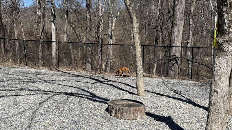 High Bridge Dog Park - High Bridge, NJ