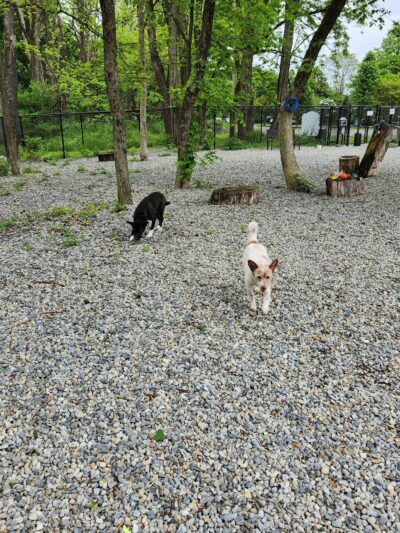 High Bridge Dog Park - High Bridge, NJ