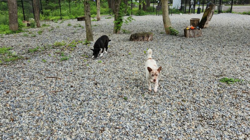 High Bridge Dog Park - High Bridge, NJ
